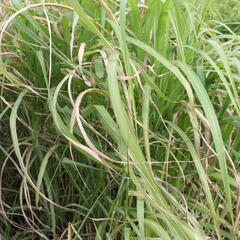 Ozdobnice čínská 'Memory' - Miscanthus sinensis 'Memory'
