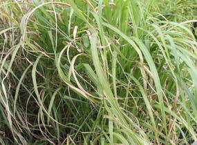Ozdobnice čínská 'Memory' - Miscanthus sinensis 'Memory'