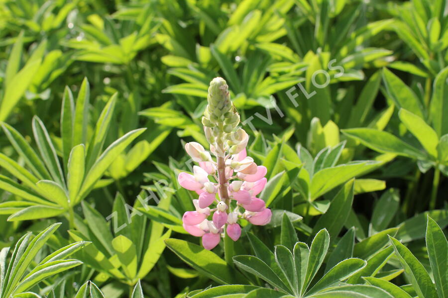 Lupina mnoholistá 'Lupini Pink' - Lupinus polyphyllus 'Lupini Pink'