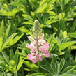 Lupina mnoholistá 'Lupini Pink' - Lupinus polyphyllus 'Lupini Pink'