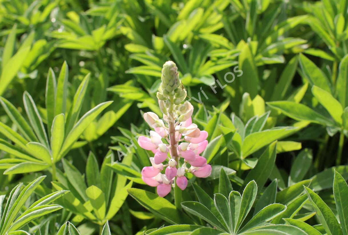 Lupina mnoholistá 'Lupini Pink' - Lupinus polyphyllus 'Lupini Pink'