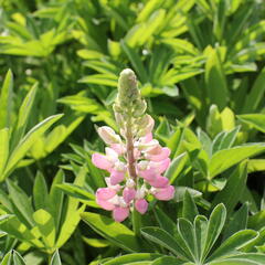 Lupina mnoholistá 'Lupini Pink' - Lupinus polyphyllus 'Lupini Pink'