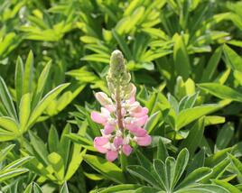 Lupina mnoholistá 'Lupini Pink'