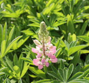 Lupina mnoholistá 'Lupini Pink' - Lupinus polyphyllus 'Lupini Pink'