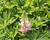 Lupina mnoholistá 'Lupini Pink'