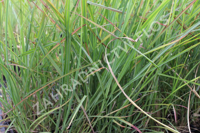 Ozdobnice čínská 'Neil Lucas' - Miscanthus sinensis 'Neil Lucas'