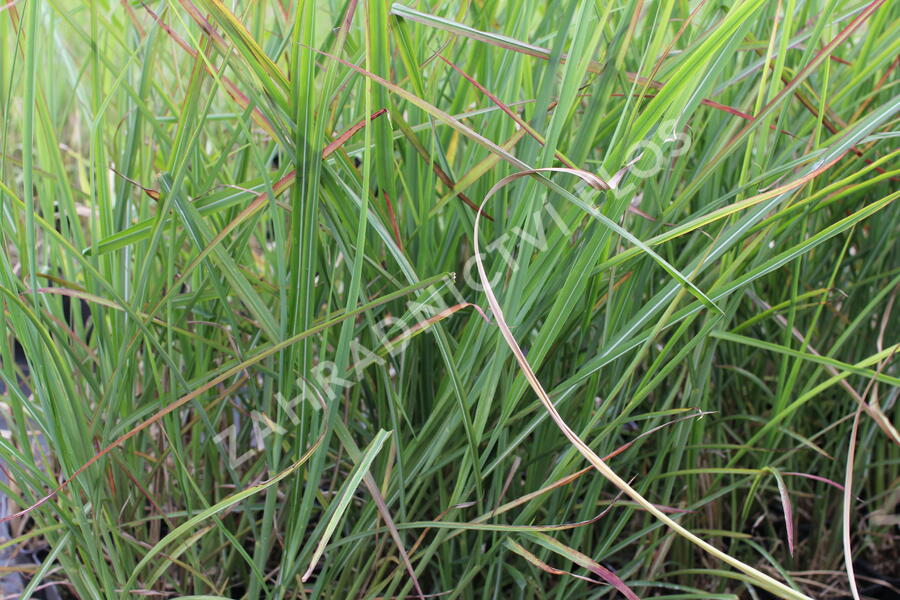 Ozdobnice čínská 'Neil Lucas' - Miscanthus sinensis 'Neil Lucas'