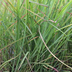 Ozdobnice čínská 'Neil Lucas' - Miscanthus sinensis 'Neil Lucas'