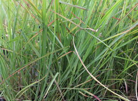 Ozdobnice čínská 'Neil Lucas' - Miscanthus sinensis 'Neil Lucas'