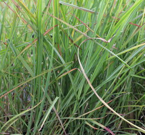 Ozdobnice čínská 'Neil Lucas' - Miscanthus sinensis 'Neil Lucas'