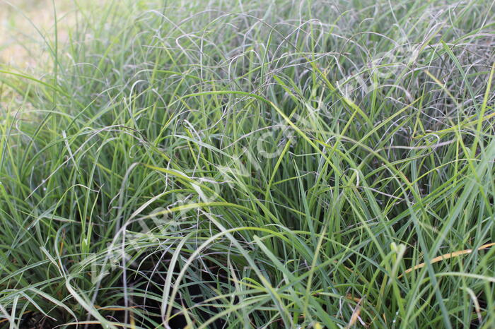 Ozdobnice čínská 'Serengeti' - Miscanthus sinensis 'Serengeti'