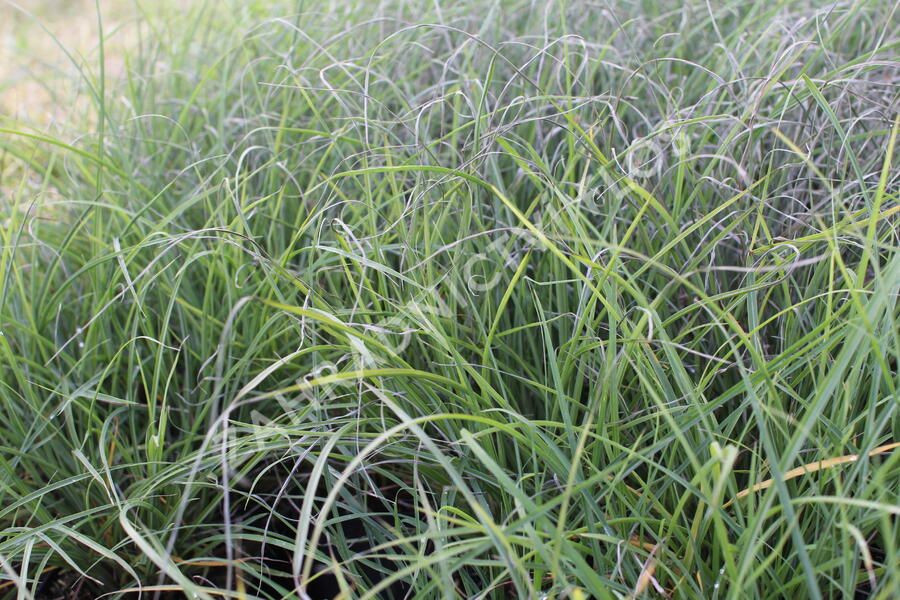 Ozdobnice čínská 'Serengeti' - Miscanthus sinensis 'Serengeti'