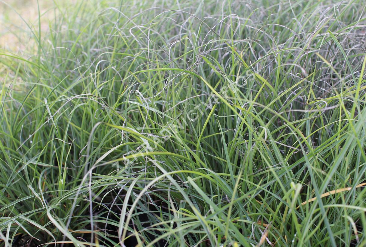Ozdobnice čínská 'Serengeti' - Miscanthus sinensis 'Serengeti'