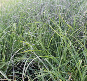 Ozdobnice čínská 'Serengeti' - Miscanthus sinensis 'Serengeti'