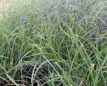 Ozdobnice čínská 'Serengeti'