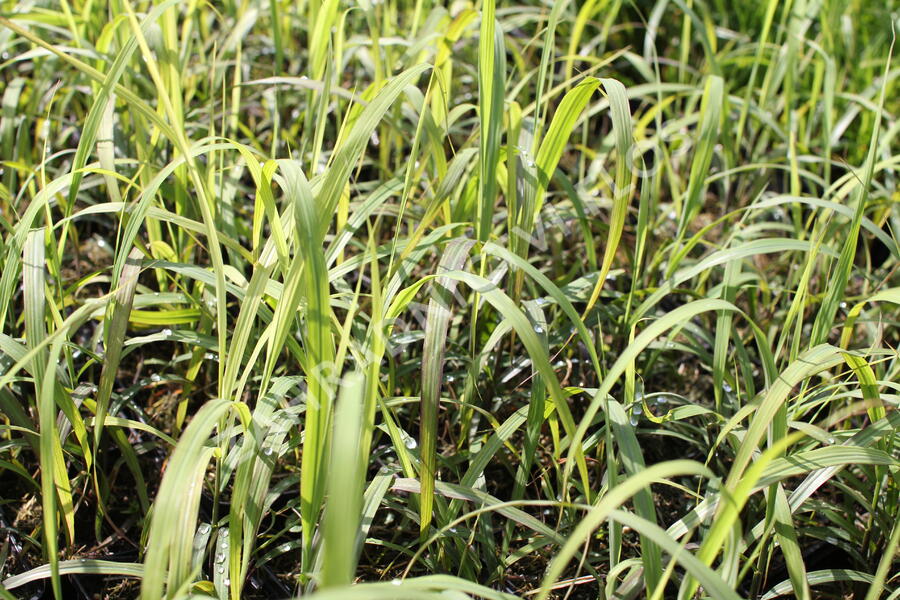 Ozdobnice čínská 'Navajo' - Miscanthus sinensis 'Navajo'