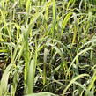 Ozdobnice čínská 'Navajo' - Miscanthus sinensis 'Navajo'