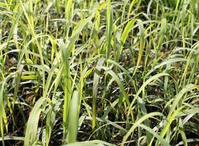 Ozdobnice čínská 'Navajo' - Miscanthus sinensis 'Navajo'