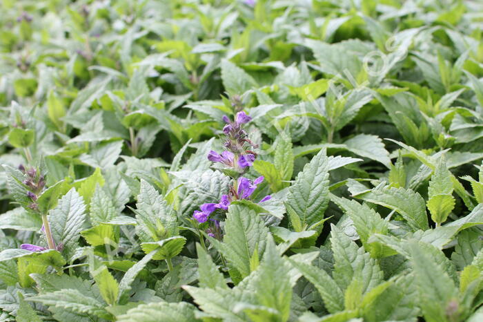 Šanta 'Neptune' - Nepeta 'Neptune'