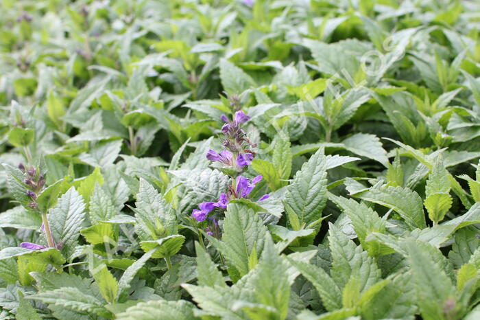 Šanta 'Neptune' - Nepeta hybrida 'Neptune'