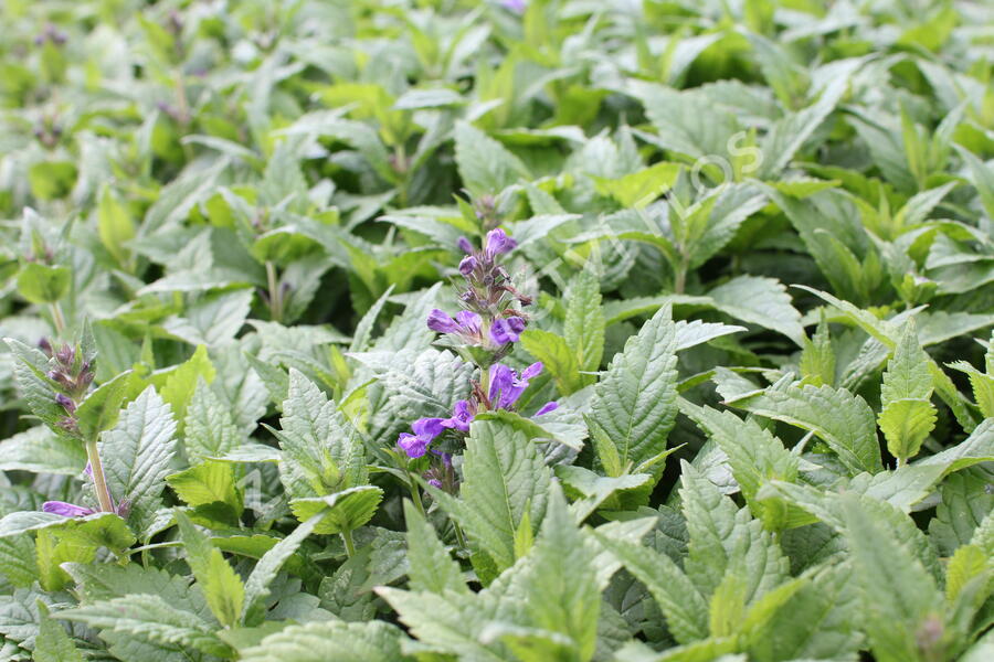 Šanta 'Neptune' - Nepeta hybrida 'Neptune'