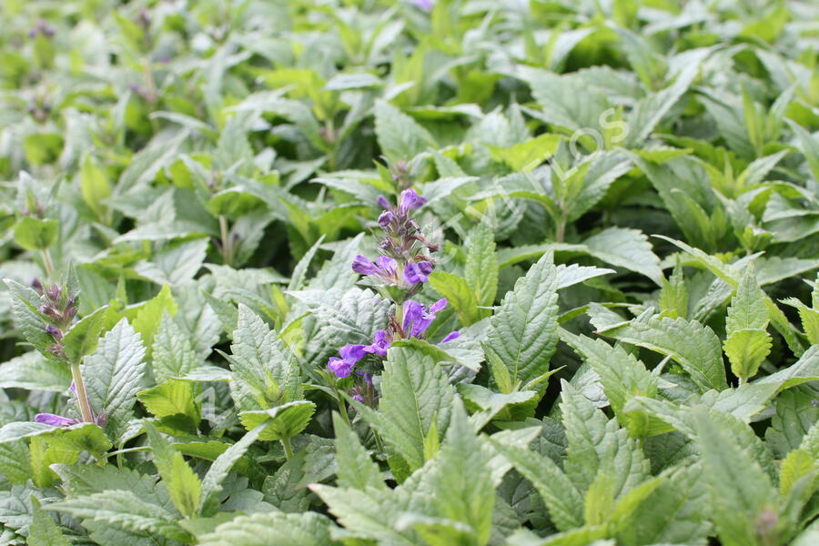 Šanta 'Neptune' - Nepeta 'Neptune'