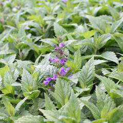 Šanta 'Neptune' - Nepeta 'Neptune'