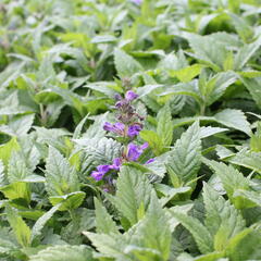 Šanta 'Neptune' - Nepeta hybrida 'Neptune'