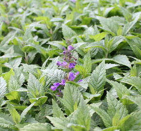 Šanta 'Neptune' - Nepeta hybrida 'Neptune'