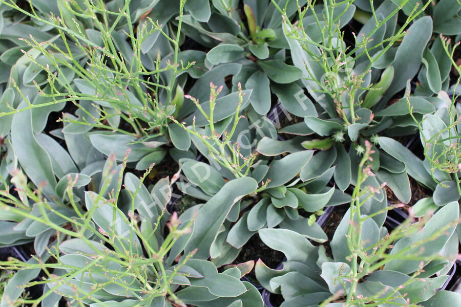 Limonka Gmelinova 'Dazzle Rocks' - Limonium gmelinii 'Dazzle Rocks'