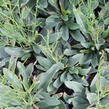 Limonka Gmelinova 'Dazzle Rocks' - Limonium gmelinii 'Dazzle Rocks'