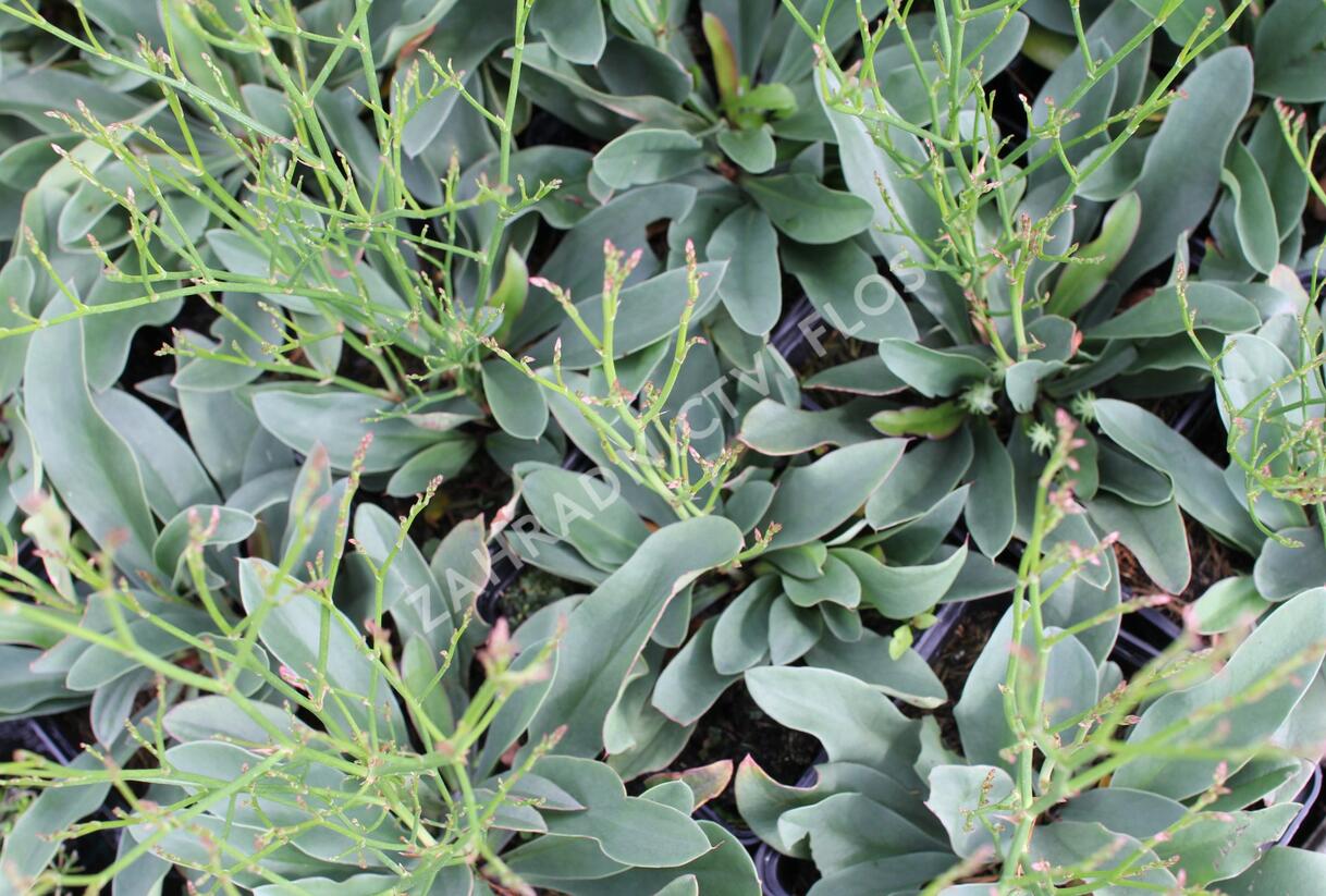 Limonka Gmelinova 'Dazzle Rocks' - Limonium gmelinii 'Dazzle Rocks'