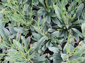 Limonka Gmelinova 'Dazzle Rocks' - Limonium gmelinii 'Dazzle Rocks'