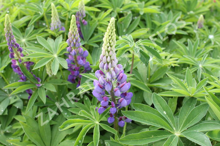 Lupina mnoholistá 'Lupini Blue' - Lupinus polyphyllus 'Lupini Blue'