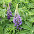Lupina mnoholistá 'Lupini Blue' - Lupinus polyphyllus 'Lupini Blue'