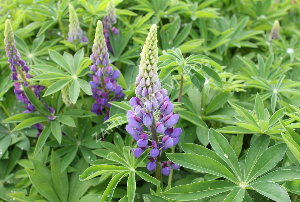 Lupina mnoholistá 'Lupini Blue' - Lupinus polyphyllus 'Lupini Blue'