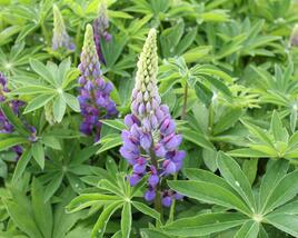 Lupina mnoholistá 'Lupini Blue'