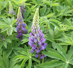 Lupina mnoholistá 'Lupini Blue' - Lupinus polyphyllus 'Lupini Blue'