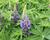 Lupina mnoholistá 'Lupini Blue'