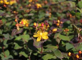 Třezalka nevonná 'Universe' - Hypericum inodorum Magical 'Universe'