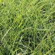 Ozdobnice čínská 'Cute One' - Miscanthus sinensis 'Cute One'