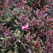 Svíčkovec 'Blaze' - Gaura lindheimeri 'Blaze'