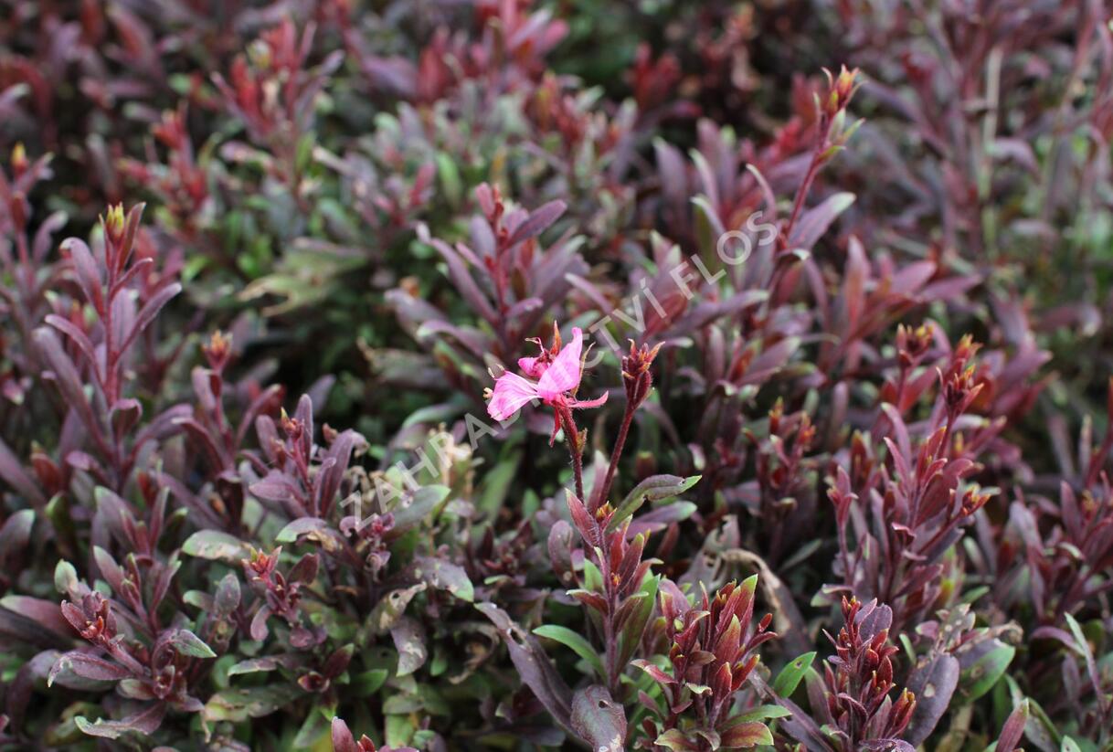 Svíčkovec 'Blaze' - Gaura lindheimeri 'Blaze'