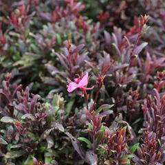 Svíčkovec 'Blaze' - Gaura lindheimeri 'Blaze'