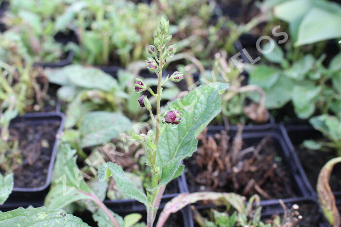 Divizna 'Sugar Plum' - Verbascum 'Sugar Plum'®