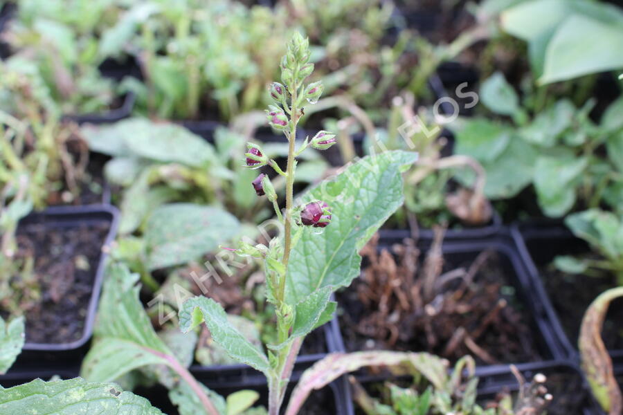 Divizna 'Sugar Plum' - Verbascum 'Sugar Plum'®