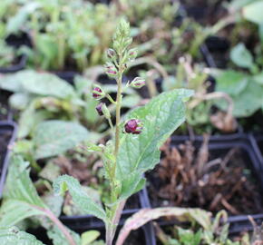 Divizna 'Sugar Plum' - Verbascum 'Sugar Plum'®