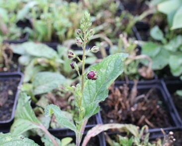 Divizna 'Sugar Plum'