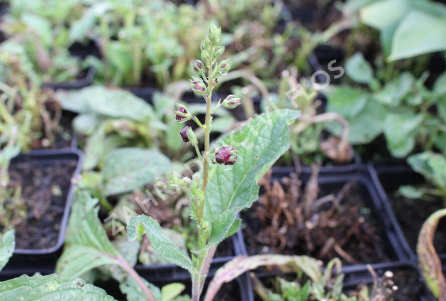 Divizna 'Sugar Plum' - Verbascum 'Sugar Plum'®
