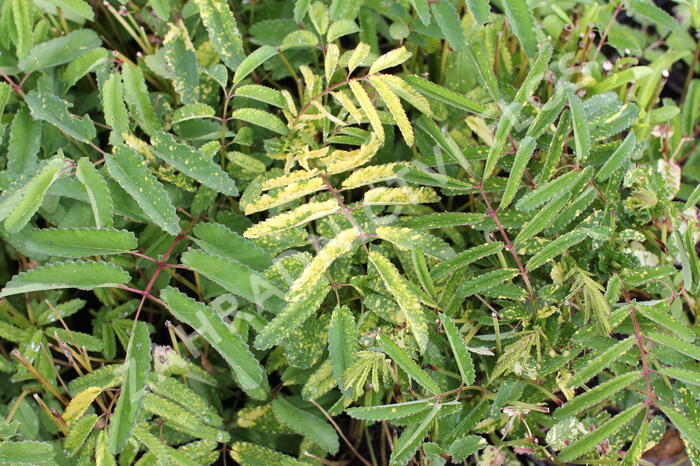 Krvavec toten 'Lemon Splash' - Sanguisorba officinalis 'Lemon Splash'